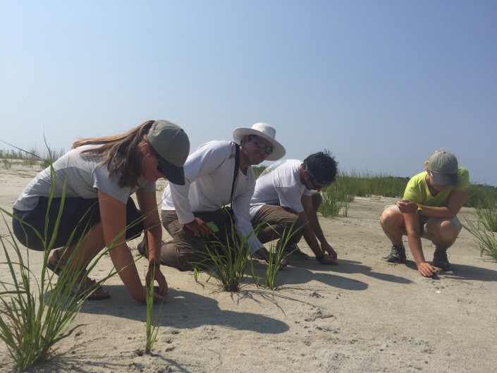 CWF beach nesting bird crew at Edwin B. Forsythe National Wildlife Refuge release piping plover chicks after being weighed and measured.