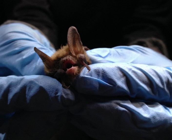 Female Northern long eared bat (c) Ethan Gilardi