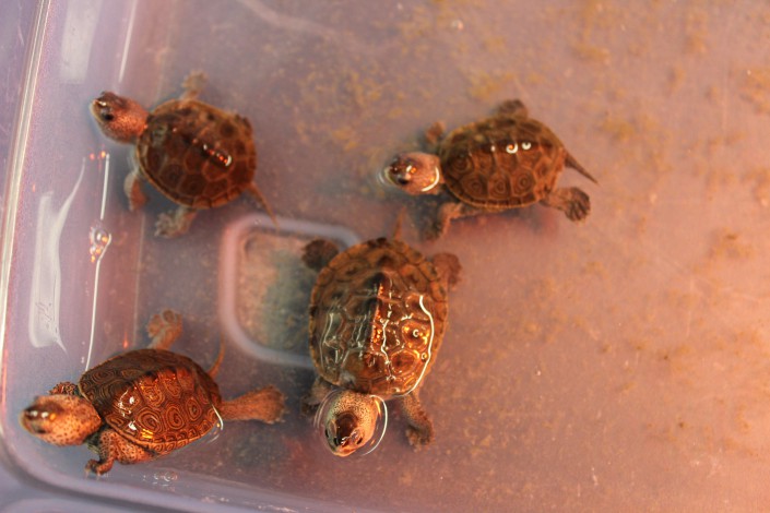 Terrapin Hatchlings by Kiran Sinah