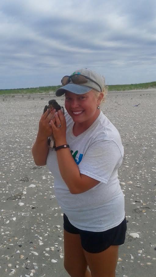 Lindsey Brendel getting up close and personal with American oystercatcher chick, one of several beach nesting bird species she monitored this summer.