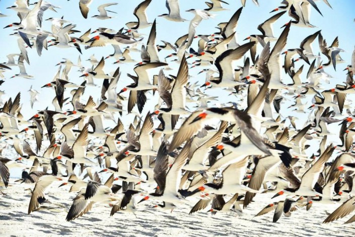 "Where's Waldo" - Black Skimmer Edition, as the colony takes flight. Photo by Sushanth Allapalli.