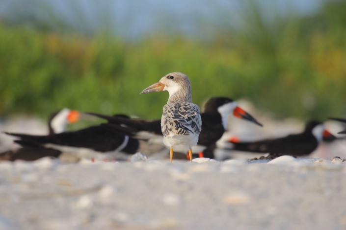 A recently fledged black skimmer chick stands out against the colony. Photo by Laura Hardy.