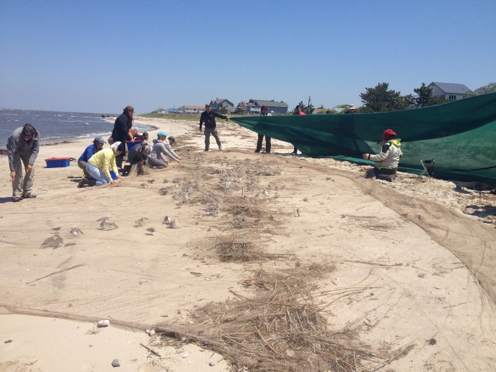 Biologists rolling away the net to reveal more shorebirds. Photo by Lindsay McNamara.