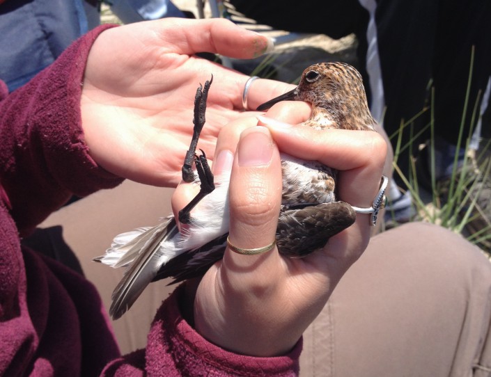 My very own bander's grip! Lindsay McNamara holding a sanderling.