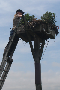 Meghan placing chick into foster nest@ M. Tribulski