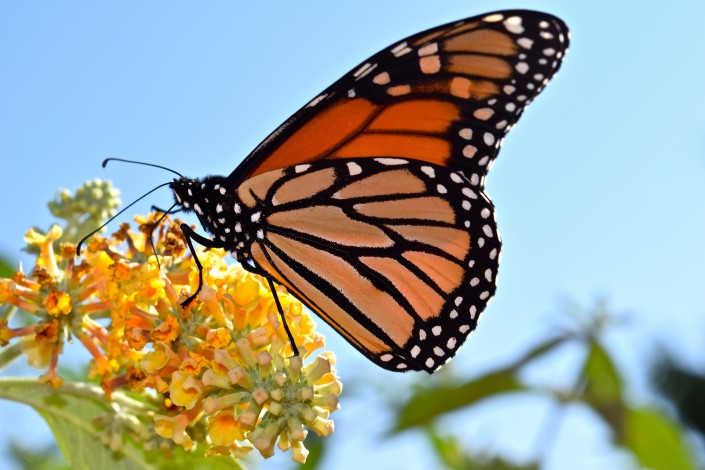 Monarch butterfly refueling in Cape May as it prepares for fall migration to Mexico. Photo courtesy of Lindsey Brendel.