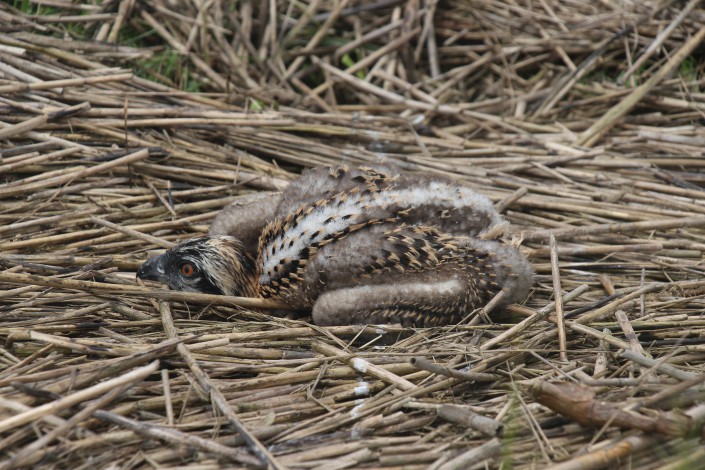 osprey chick found on ground July 6th, 2015, Avalon @ M. Kolk