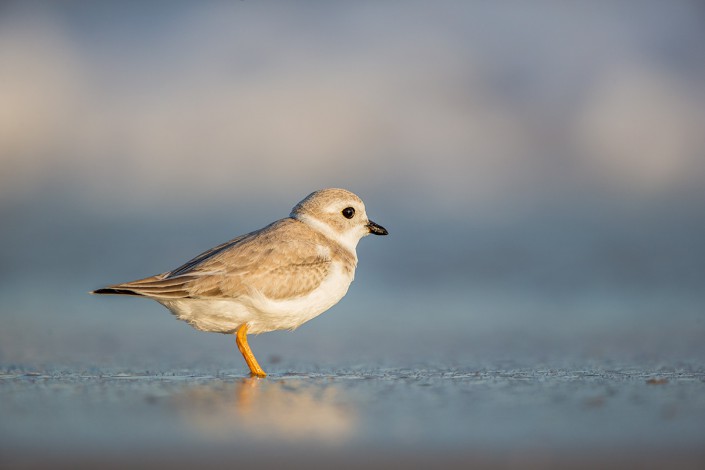 Piping plover sheds its breeding plumage as it readies for migration to wintering grounds. Photo courtesy of Northside Jim.