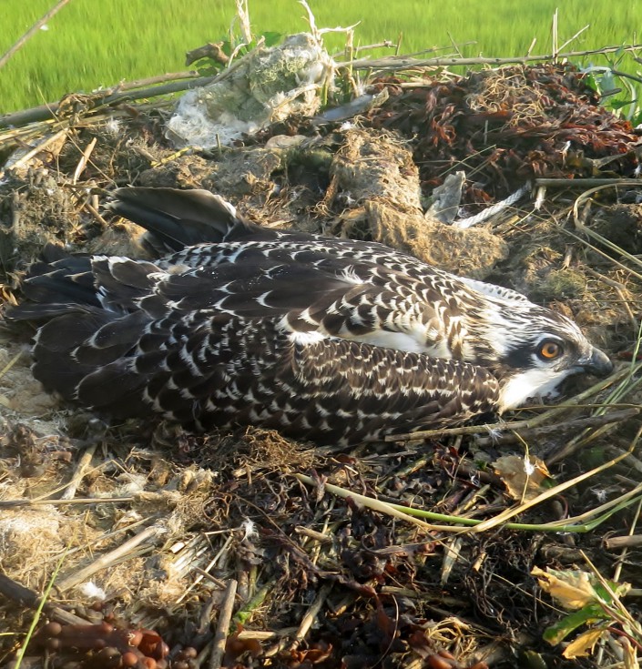 Chick in foster nest July 29th, 2015 @ M. Tribulski