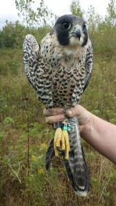 Sporting her bands. Photo courtesy Tommy Thompson Park Bird Research Station.