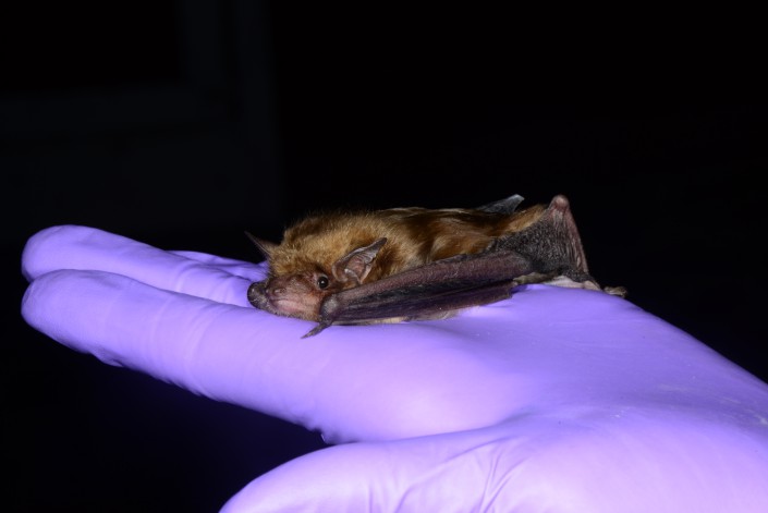 Big Brown Bat photo by Blaine Rothauser