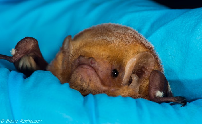 Red Bat photo by Blaine Rothauser