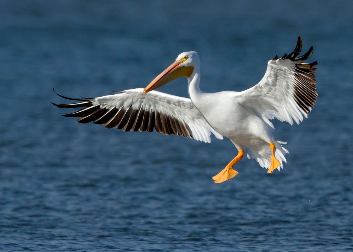 "American White Pelican" by Manjith Kainickara - originally posted to Flickr as American White Pelican. Licensed under CC BY-SA 2.0 via Commons - https://commons.wikimedia.org/wiki/File:American_White_Pelican.jpg#/media/File:American_White_Pelican.jpg