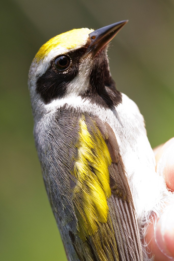 Golden Winged Warbler. Photo by D. Kenny.