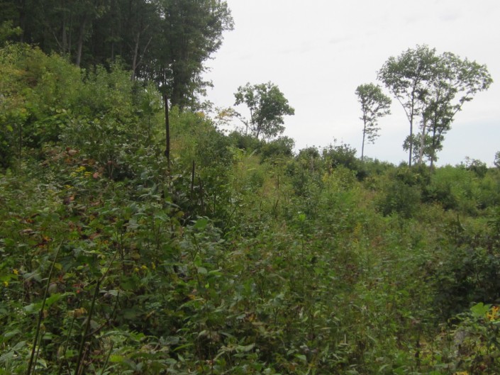 Young forest habitat managed for Golden-winged Warbler. Photo by Kelly Triece.