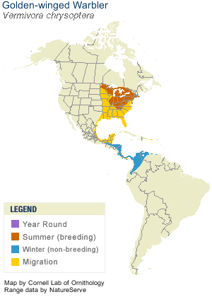 Golden-winged warbler home range