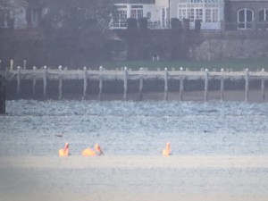 Three White Pelicans. Photo by Lisa Fanning