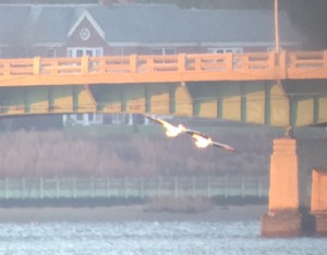 White Pelicans in Flight. Photo by Lisa Fanning.