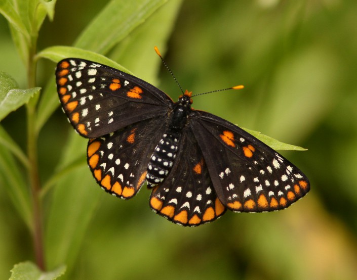 Baltimore_Checkerspot_1