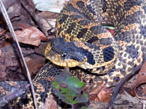 In 2016, the NJ Endangered & Nongame Advisory Committee approved that the eastern hognose snake be added to the state's list of Special Concern species. © Thomas Gorman