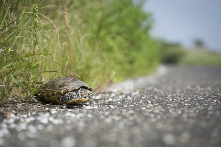 An adult female terrapin on the edge of Great Bay Blvd in Little Egg Harbor, NJ. Photo by Ben Wurst