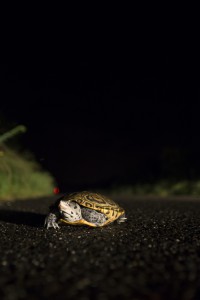 Terrapins do occasionally nest at night. Photo by Ben Wurst