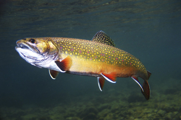 Eastern Brook Trout, New Jersey’s only native trout. Photo by animalspot.net.