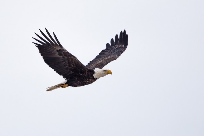 A bald eagle flies over the Holgate Unit of Edwin B. Forsythe NWR on Long Beach Island. © Northside Jim