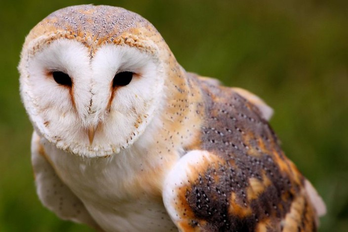 800px-Barn_Owl_-_Abingdon_2013_(8731175397)