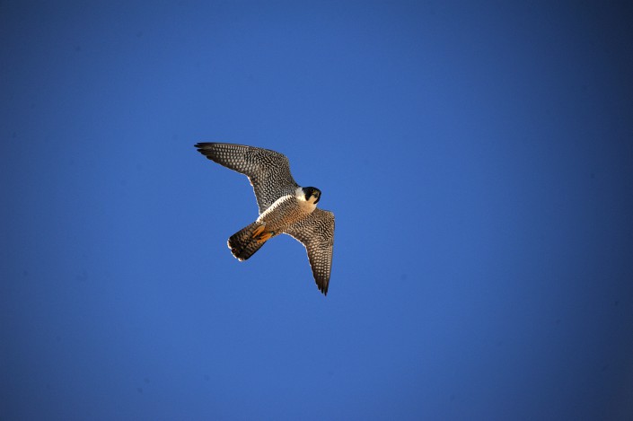 Cameras/photography can be used to document new birds at nest sites. This is a new male peregrine falcon (yet to be ID'd) at the Union County Courthouse. The previous male was not banded. Photo by Kathy Clark/ENSP