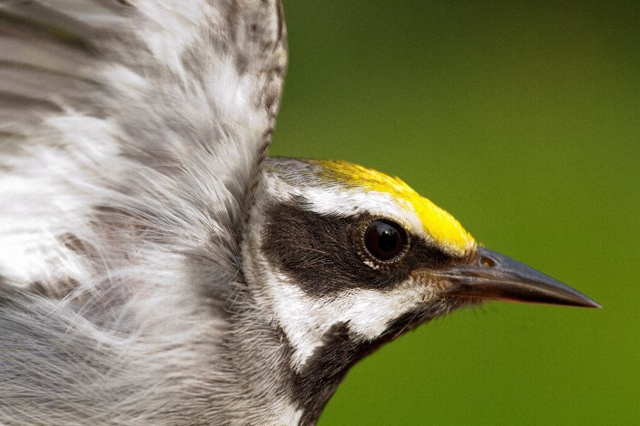 Golden-winged Warbler. Photo by D. Kenny Golden.