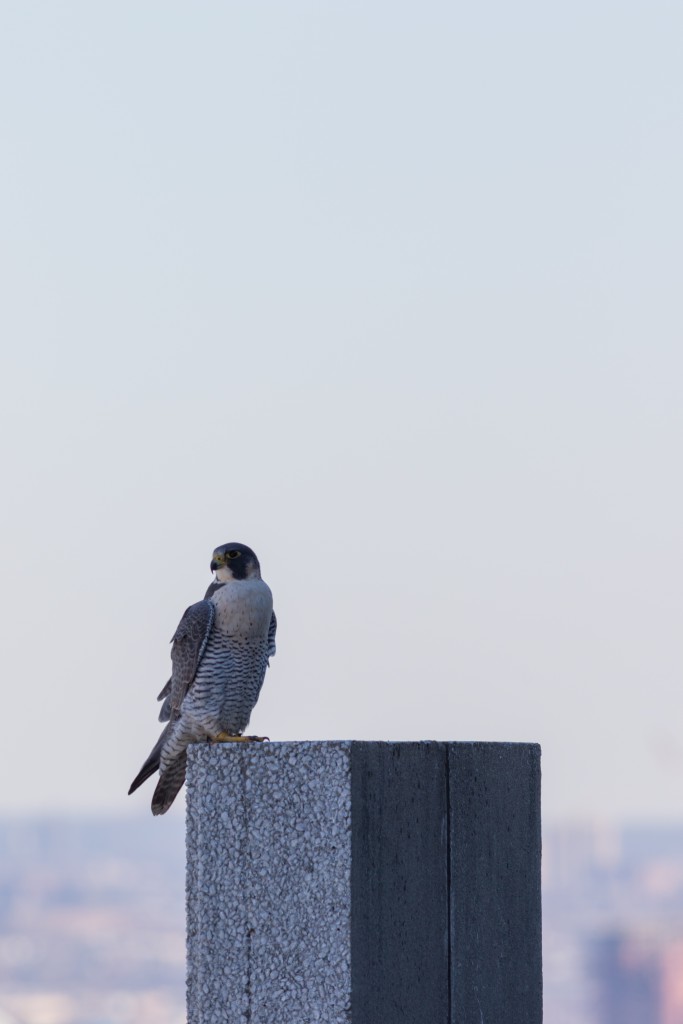 Juliette on a perch atop 101 Hudson St. Photo by Ben Wurst