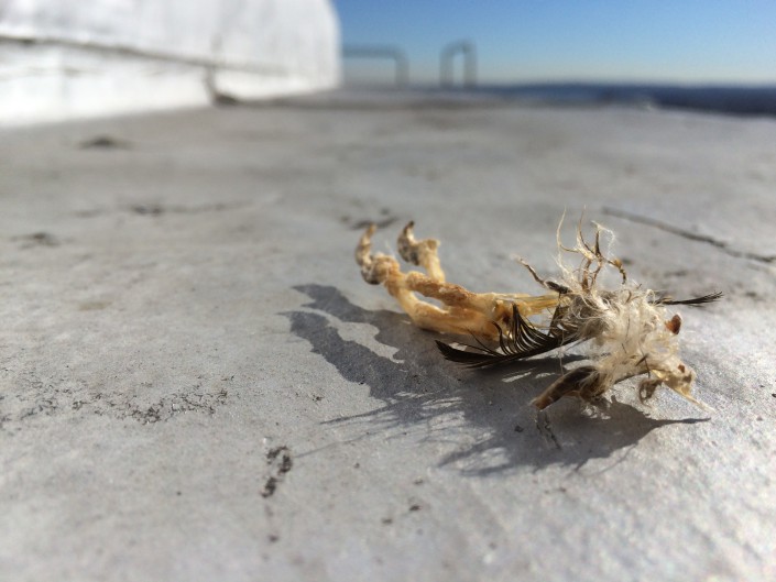 Prey remains atop the Union County Courthouse. Can you ID it? Photo by Ben Wurst