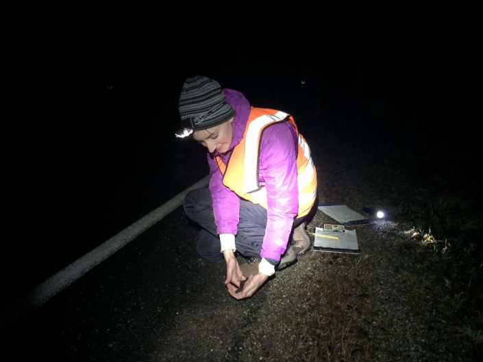 A volunteer assists in CWF Amphibian Crossing Project. Photo by Kelly Triece.