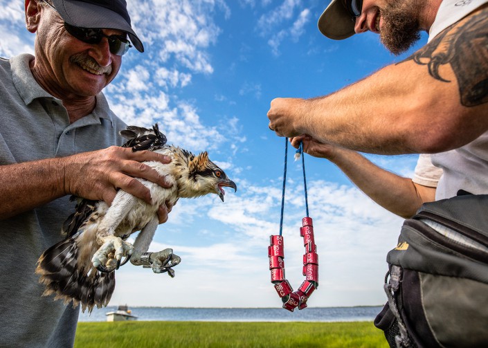 Bill Clarke, project supporter holds a young and feisty osprey that Ben Wurst prepares to band with a red auxiliary band on Barnegat Bay. July, 2015. Photo by Northside Jim.