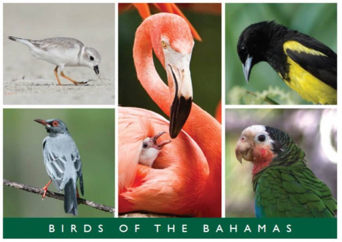 birds of the bahamas postcard