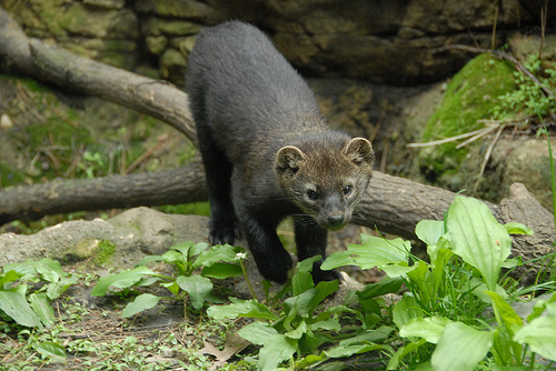 Fisher photo by Josh More via Flickr Creative Commons.