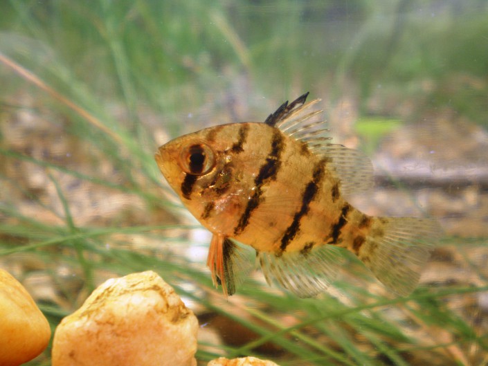 Black-banded sunfish. © Shawn Crouse