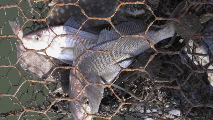 Abandoned crab pots unnecessarily trap fish and harm the marine ecosystem, according to the Conserve Wildlife Foundation of NJ. (Image: NOAA)