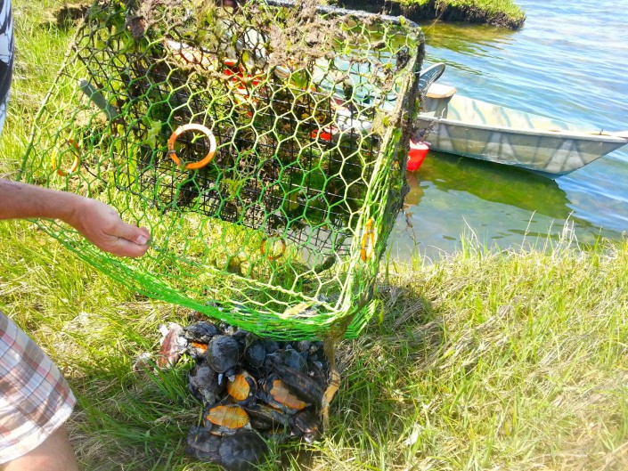 Nearly 50 diamondback terrapins drowned in one abandoned crab pot. Photo by Shannon Alexander of Bay Country Kayaking