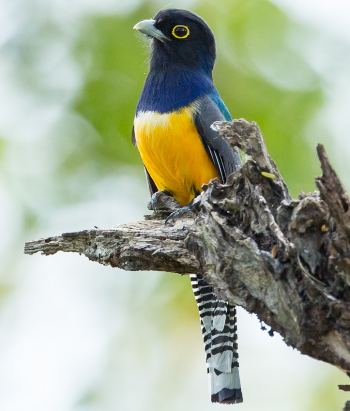 Neotropical birds like this Gartered Trogan (Trogon violaceous) may benefit from the available fruits and insects on a shade-grown coffee farm © Laura Jackson