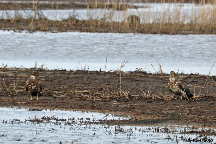 Forsythe NWF@ Kelly Hunt