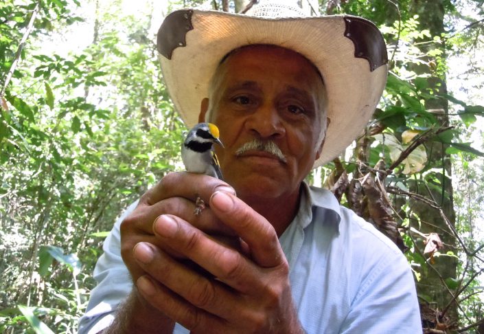 Don Jose Mendoza, Honduran wildlife conservation leader, holding a Golden-winged Warbler captured on his property in Cerro Agua Buena, Olancho, Honduras. Photo by Ruth Bennett.