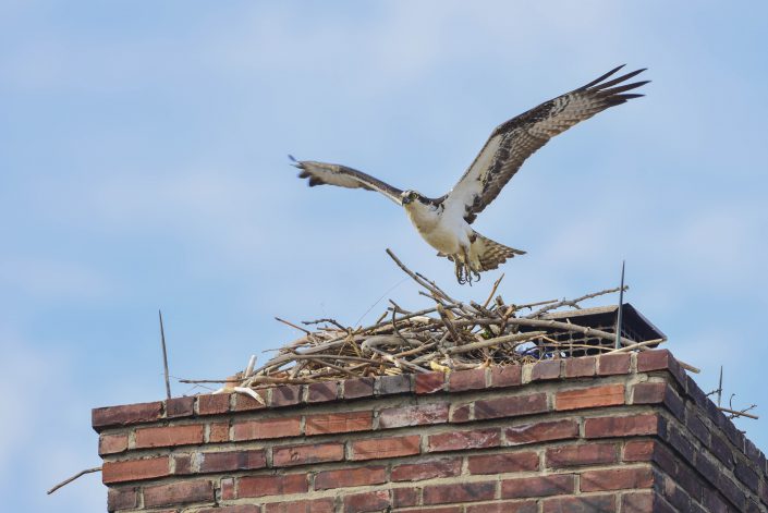 As the osprey population grows, work to identify, protect and remedy problem nests is crucial to their long term survival. Photo by Kevin Knutsen