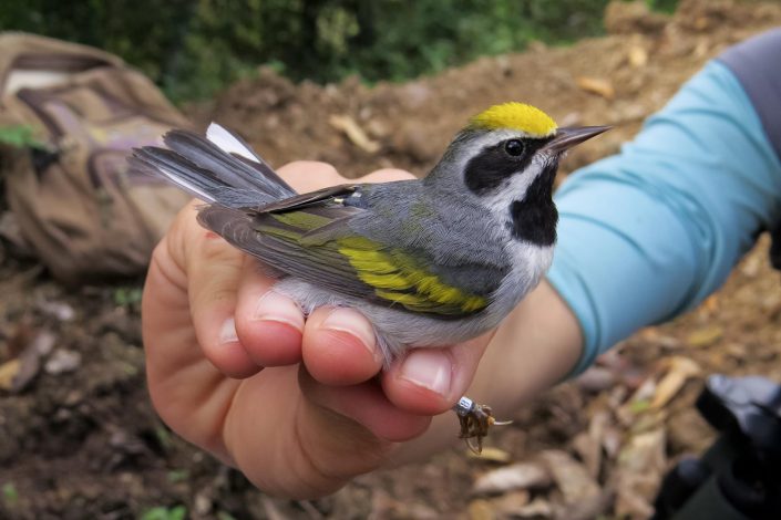 This Golden-winged Warbler is fitted with a geolocator in Honduras. Photo by Ian Gardner.