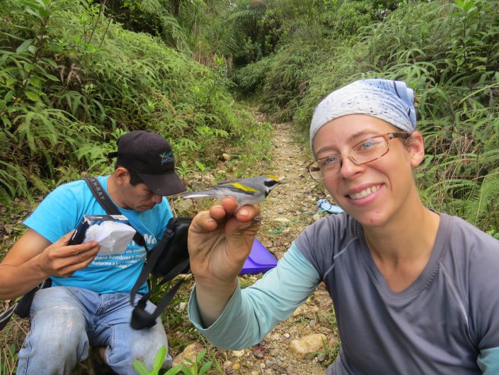 Ruth Bennett and Miguel Ramirez attaching a geolocator to a GWWA in Rio Dulce, Guatemala. Photo by Liam Berigan. 