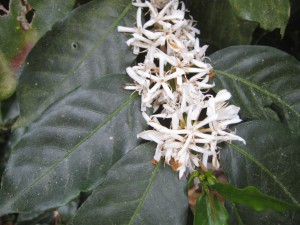 Coffee plant while it is flowering © K.Triece