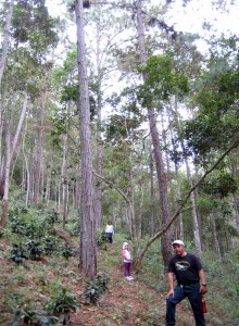 Lenca farms, a shade-grown coffee farm © K.Triece