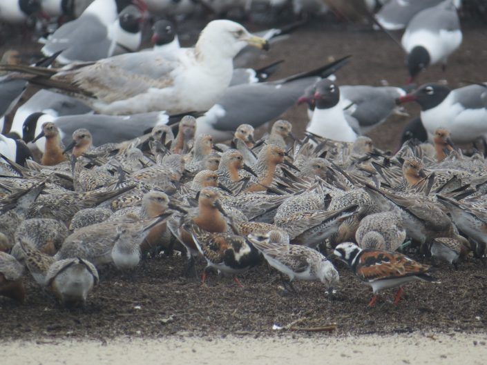 Shorebirds at Reed's Beach @ Bob Bocci