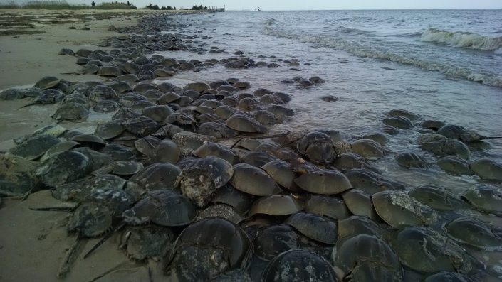 Horseshoe crabs spawning at Thompsons Beach in May 2015. Photo by Joe Smith.